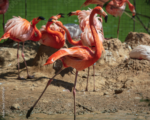 Pink flamingos are walking in the park photo