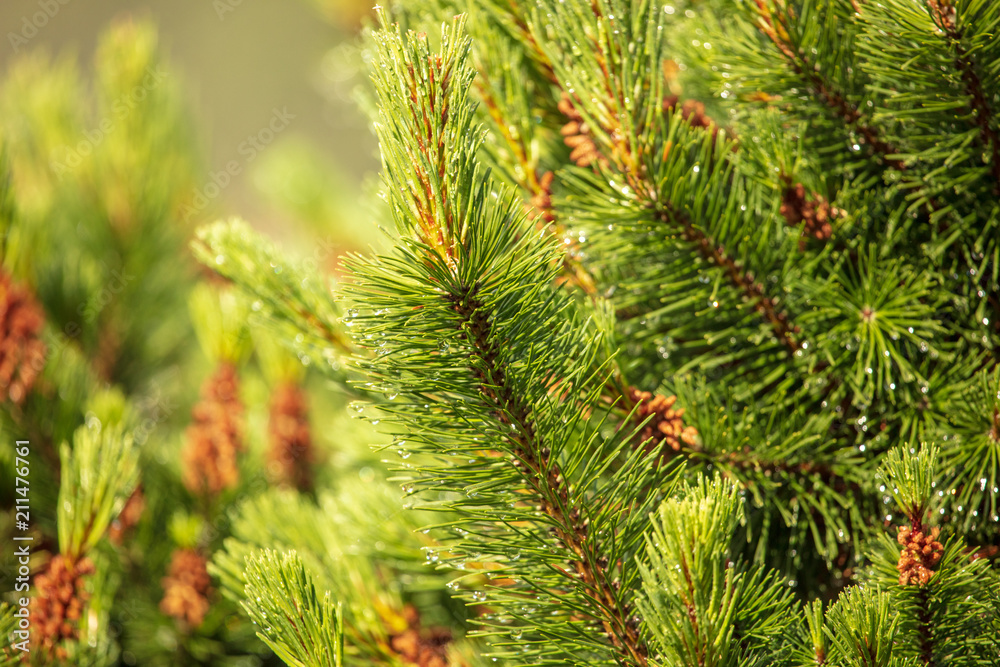 Green branch of a coniferous tree in raindrops Green branch of a coniferous tree in raindrops