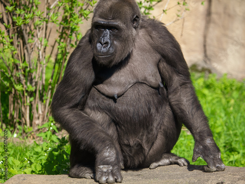 Portrait of a gorilla in the park