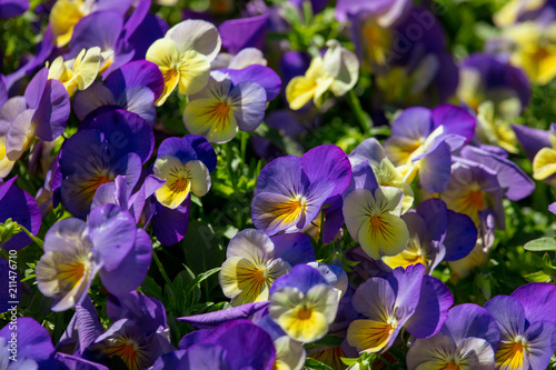 Fototapeta Naklejka Na Ścianę i Meble -  Blue flowers in a flowerbed in the park