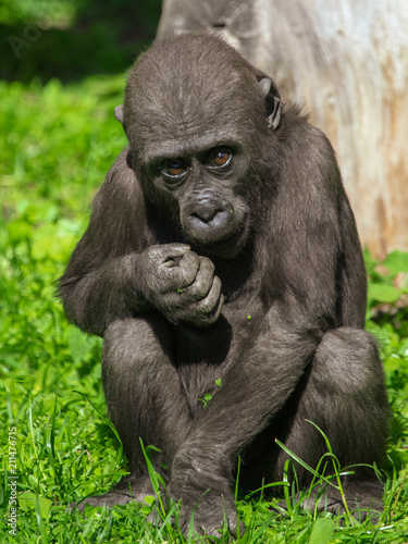 Portrait of a young gorilla in the park