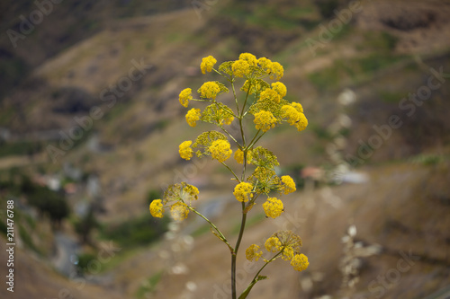 Flora of Gran Canaria - Ferula linkii photo