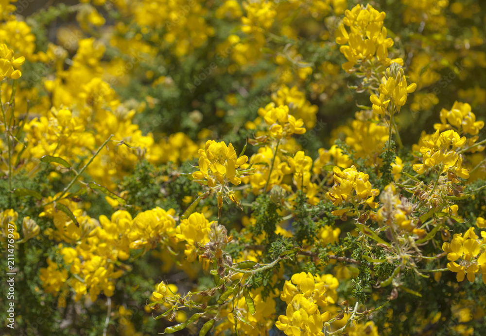 Flora of Gran Canaria - Adenocarpus foliolosus Flora of Gran Canaria - Adenocarpus foliolosus