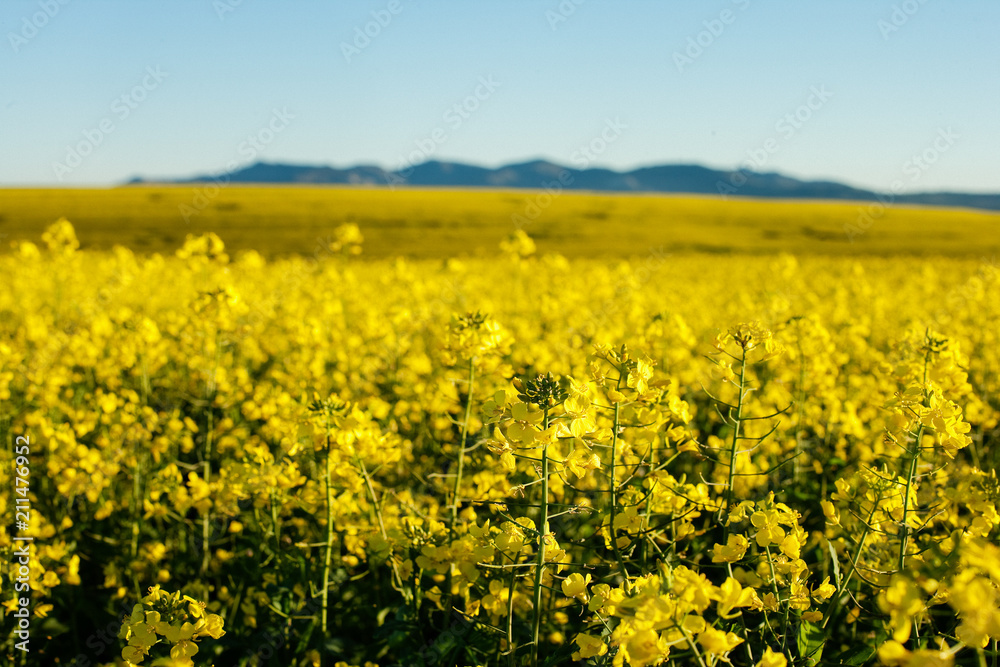 Fototapeta premium Canola