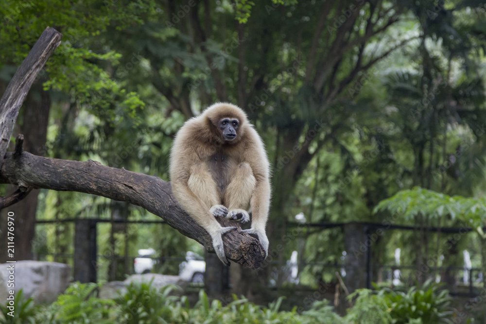 Obraz premium A wild monkey sits on a branch in a Thailand park on a cloudy day amid bright lush greenery.