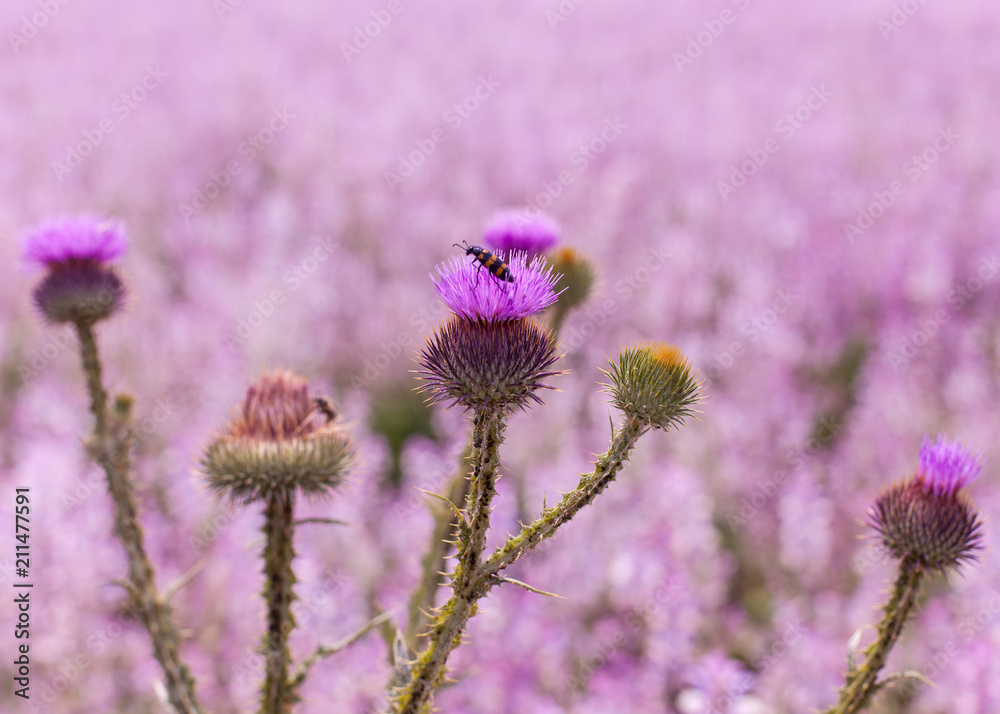 Fototapeta premium the beetle sits on the prickly flower of a lilac burdock, a large burdock against the background of the flowering fragrant field of medicinal, fragrant sage.