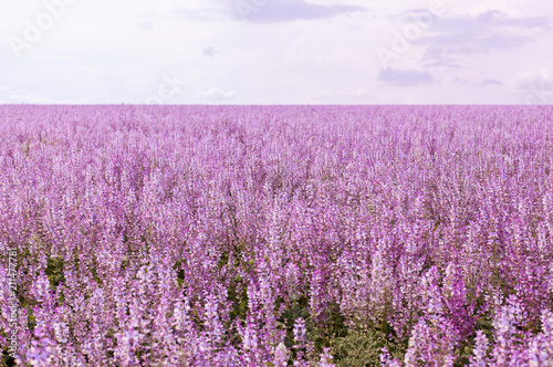 A beautiful flower field, fragrant, medicinal plants of Salvia or Salvia. A densely planted field with an artisan lilac flower against a blue sky and clouds.