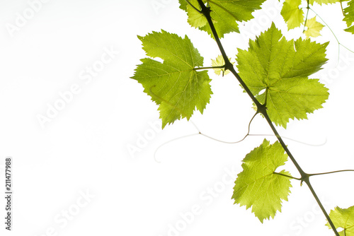 bright green leaves of young grapes against the sky