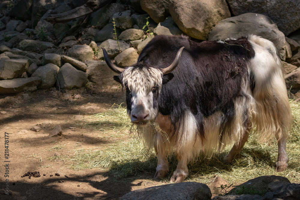 Fototapeta premium Wild Cow