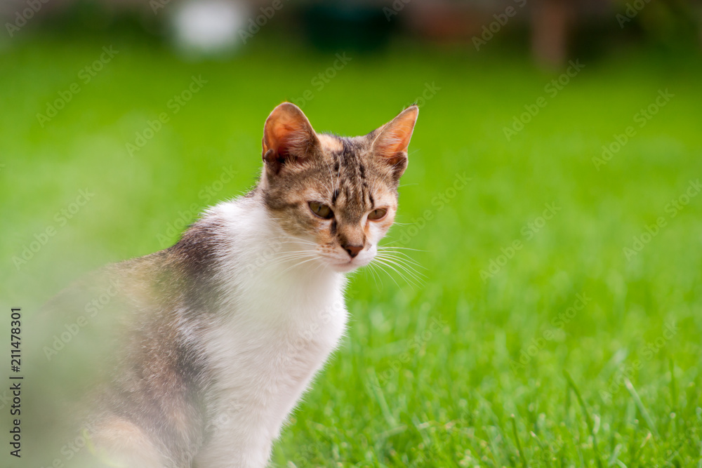young cat in garden on a green background