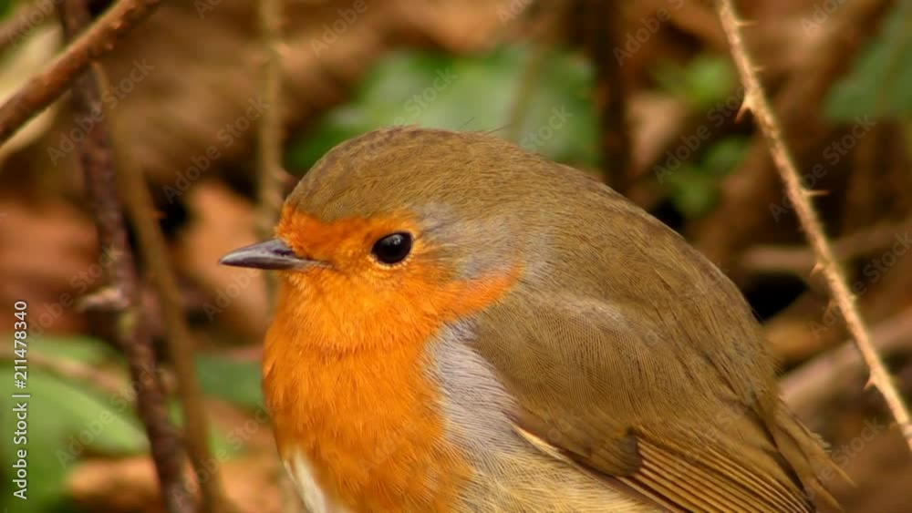 Small cute tiny orange bird parrot sitting on green tree branch observing wild nature in picturesque close up view Small cute tiny orange bird parrot sitting on green tree branch observing wild nature in picturesque close up view
