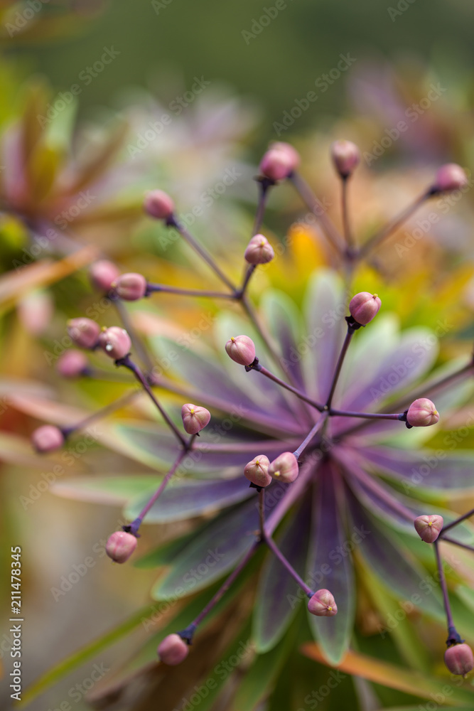 forming fruit of Euphorbia atropurpurea forming fruit of Euphorbia atropurpurea