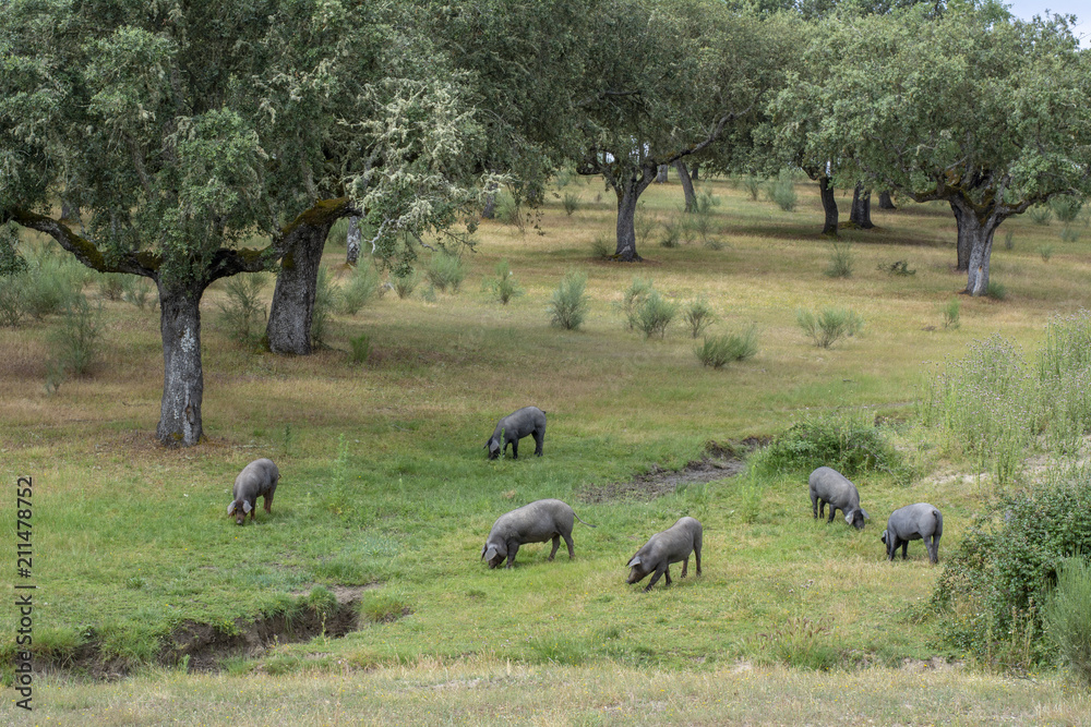 Cerdos ibéricos comiendo bellotas en un campo de encinas den Salamanca Cerdos ibéricos comiendo bellotas en un campo de encinas den Salamanca
