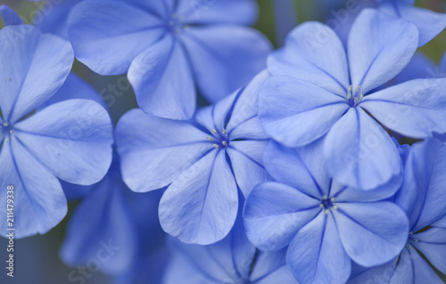 flowering blue plumbago © Tamara Kulikova