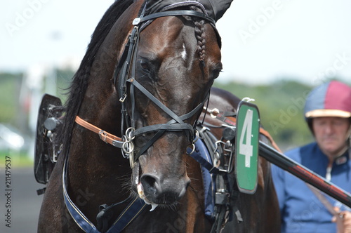 Fototapeta Naklejka Na Ścianę i Meble -  cheval de courses