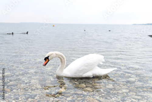 Swans float on the lake