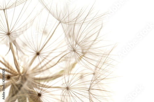 Tragopogon, aka salsify photo