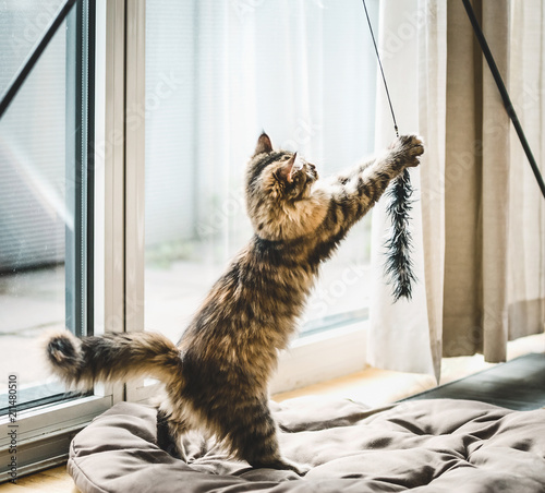 Fluffy kitten playing with cat toy at window in a cozy bright room