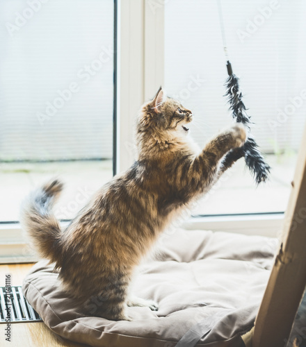 Siberian cat game. Fluffy Kitten jumping and catches a toy at window in light cozy room