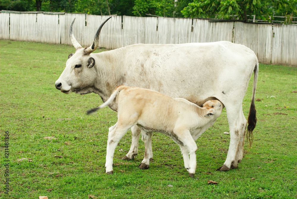 Hungarian cow and calf. A small calf drinks cow's milk. Hungarian cow and calf. A small calf drinks cow's milk.