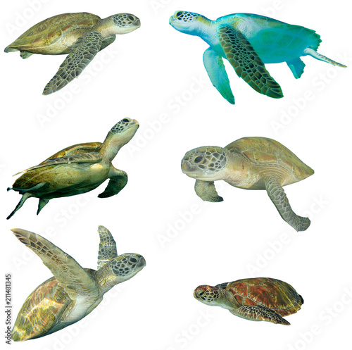 Sea Turtles isolated  
