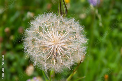 Pusteblume 