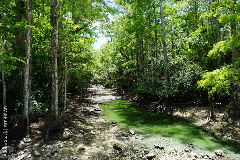 Obraz premium Florida - Everglades 