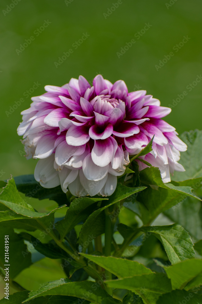 Fototapeta premium beautiful Dahlia flower in summer time