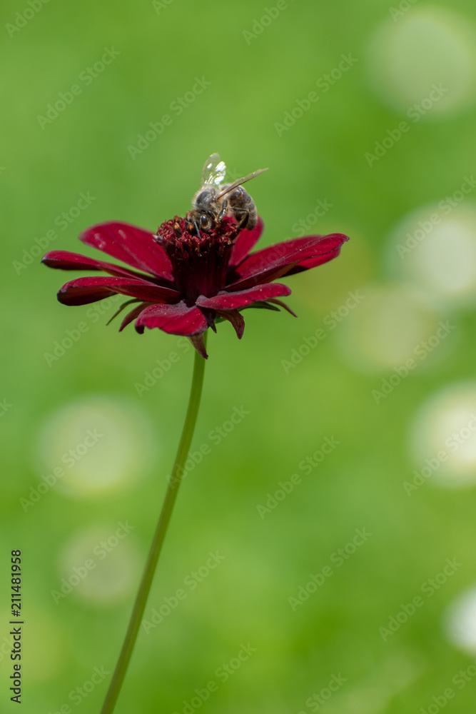 beautiful Adonis Annua flower in summer time beautiful Adonis Annua flower in summer time