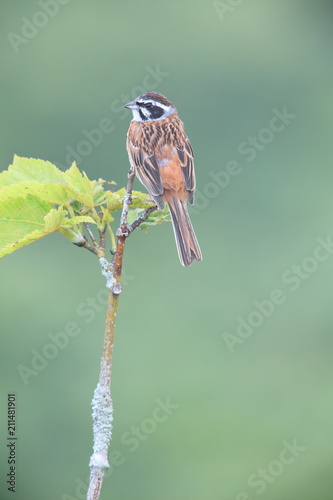 Meadow Bunting (Emberiza cioides) male in Japan photo