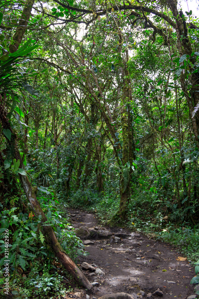 Rainforest in colombia Rainforest in colombia