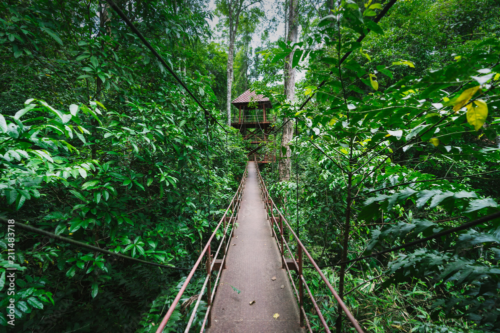 Fototapeta premium Canopy Walkway in Peninsular Botanical Garden (Thung Khai), Trang province, Thailand.