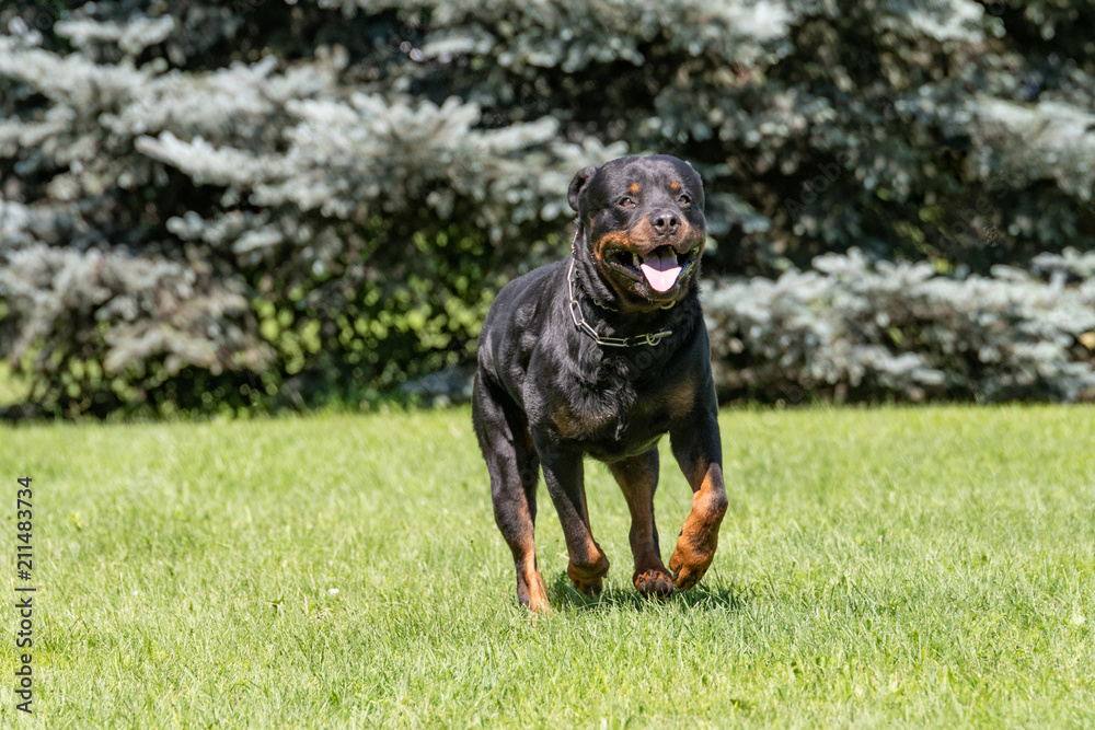 Portrait of young beautiful Rottweiler dog outdoor