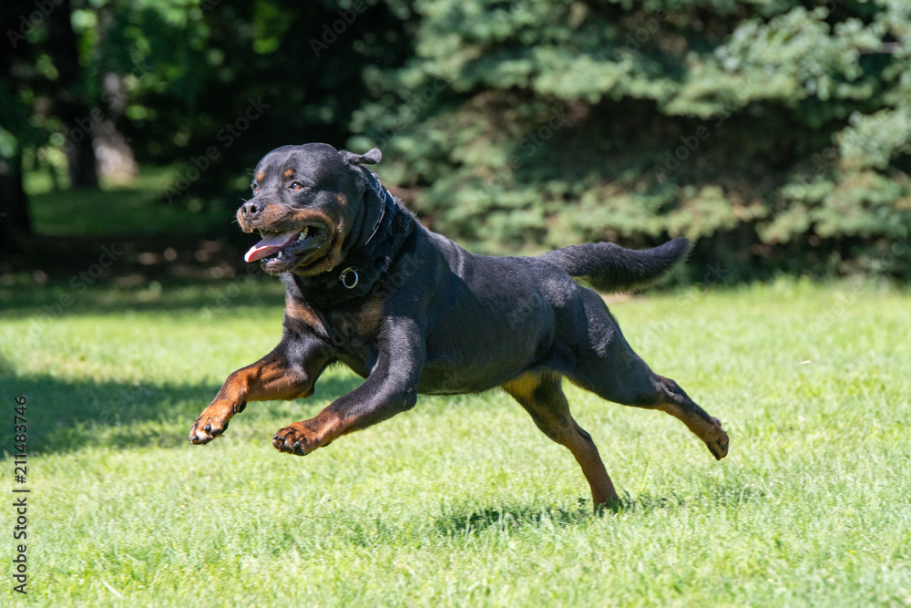 Rottweiler running on the grass. Selective focus on the dog Rottweiler running on the grass. Selective focus on the dog