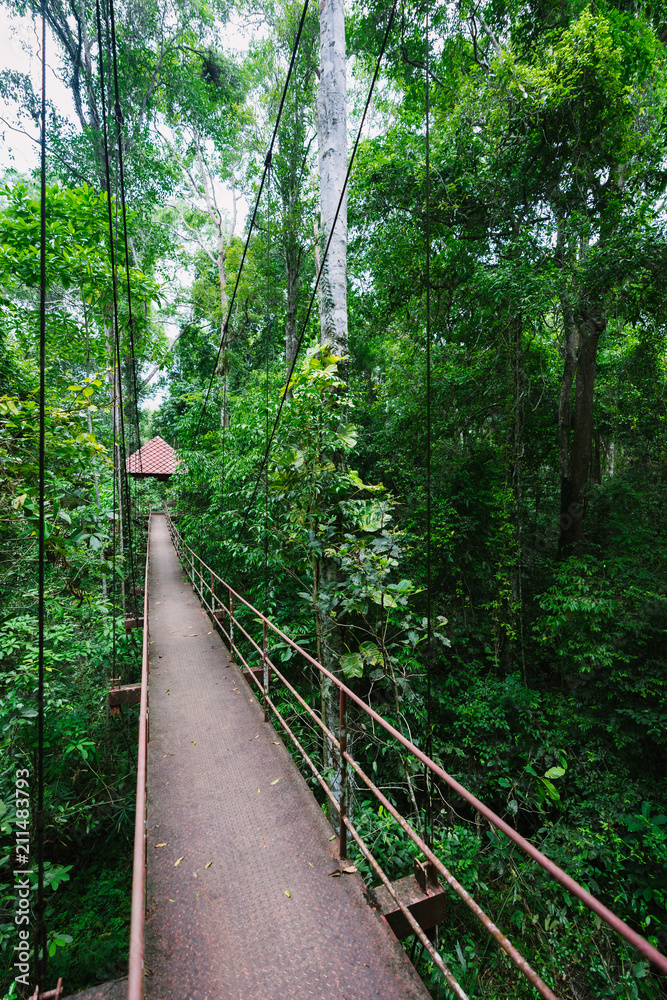 Fototapeta premium Canopy Walkway in Peninsular Botanical Garden (Thung Khai), Trang province, Thailand.