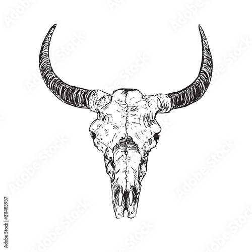 Skull of bull with horns, hand drawn ink doodle, sketch, vector outline illustration