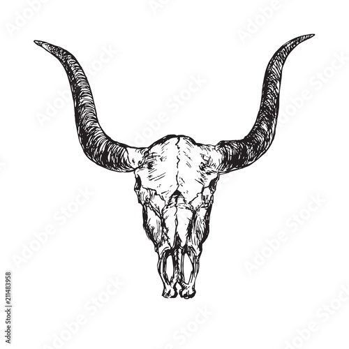 Skull of bull with horns, hand drawn ink doodle, sketch, vector outline illustration