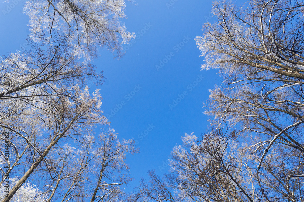 Frost on trees Frost on trees