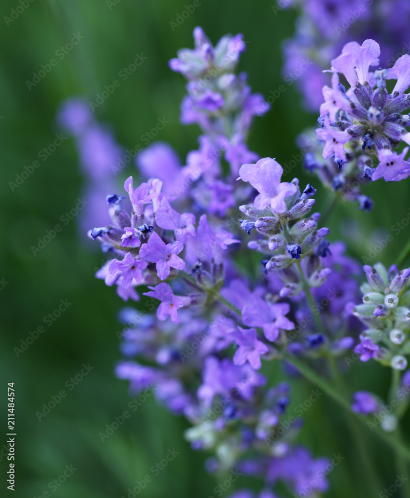 Fototapeta premium flowering purple lavender with bees