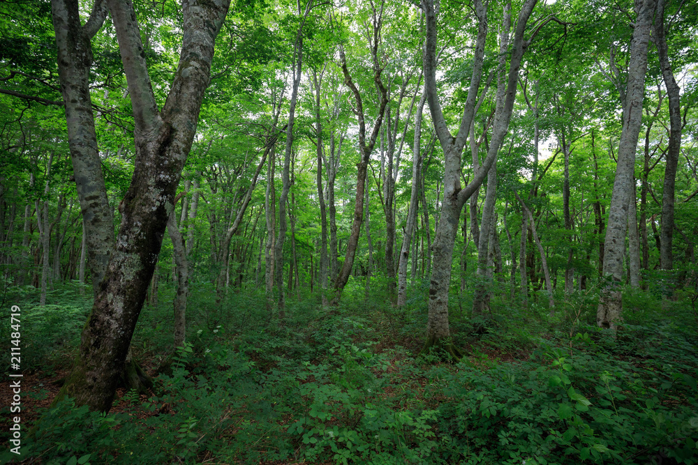 Green beech tree forest on Mt. Daisen in Tottori, Japan Green beech tree forest on Mt. Daisen in Tottori, Japan