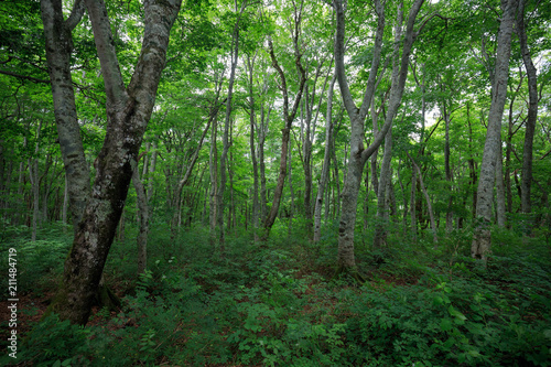Green beech tree forest on Mt. Daisen in Tottori  Japan