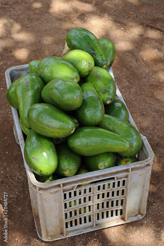 Large avocados or Persea americana, from Hall or Choquette variety, in a plastic storage bin, sold in Cuba by local independent farmers, on the side of the country roads or at the local markets photo
