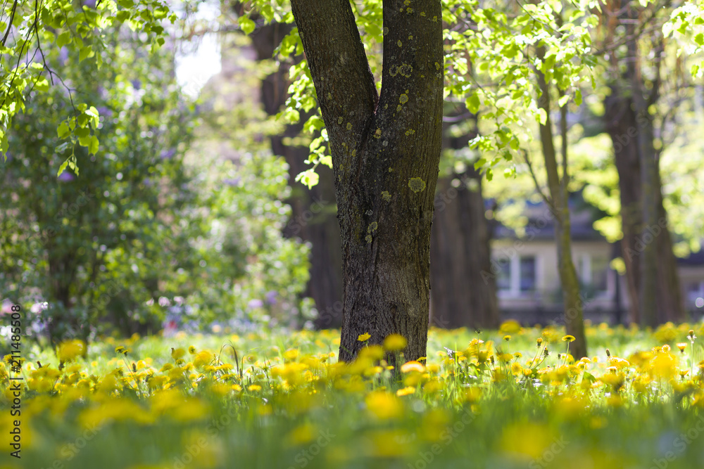 Beautiful spring or summer wild forest or park on bright sunny day. Thick  big tree trunk and lavishly blooming yellow flowers on blurred green  foliage bokeh background. Beauty of nature concept. Stock