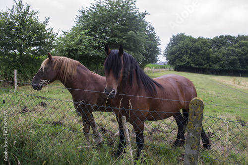 A horses in the pasture. The horse-breeding farm. Countryside life. 
