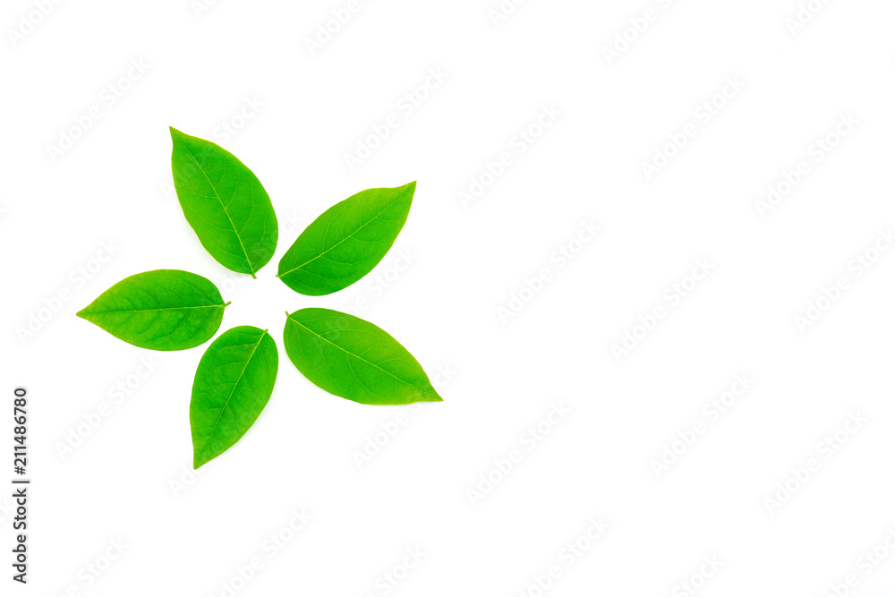 Group of Green Leafs in Star Shape