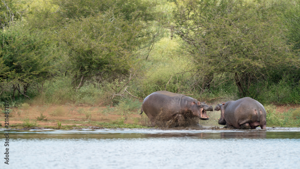 Flusspferde in Afrika