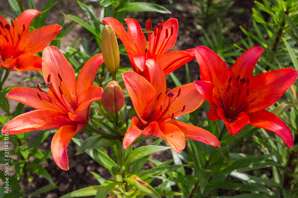 Flowers of a lily of red flowers in a garden on a flower bed close up, an idea of ecology Flowers of a lily of red flowers in a garden on a flower bed close up, an idea of ecology