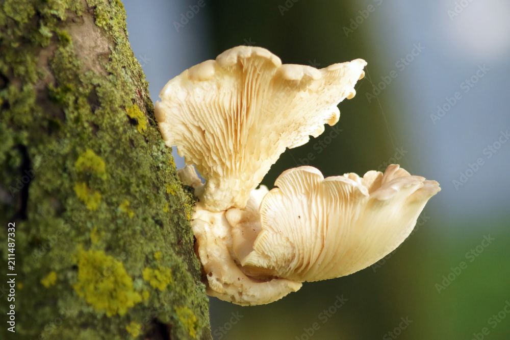 Edible Oyster Mushrooms on trunk of tree.