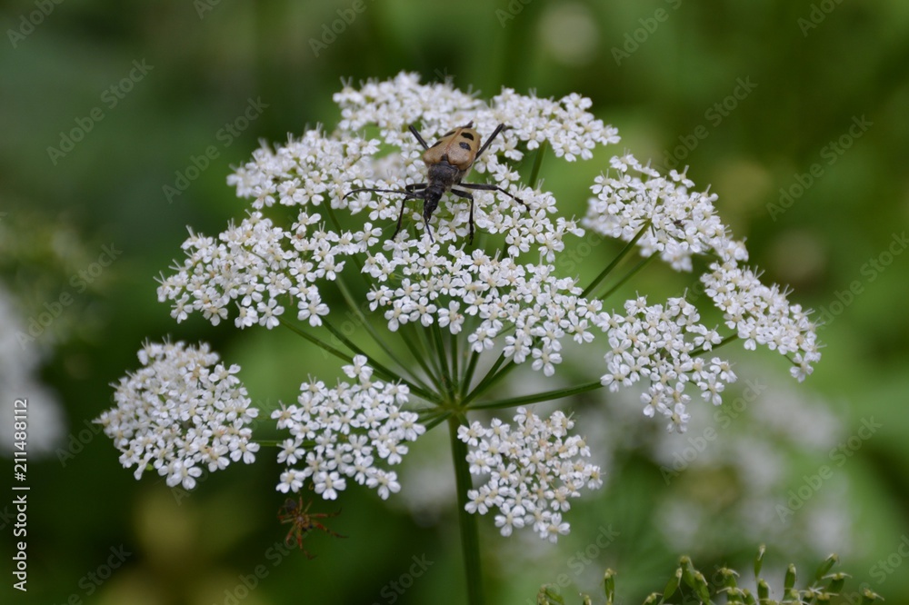 Pachyta quadrimaculata on a flower in the Park Pachyta quadrimaculata on a flower in the Park