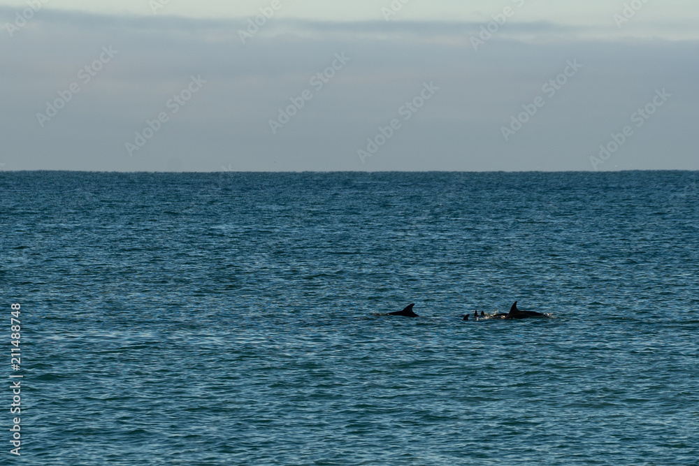 Gliding Dolphins